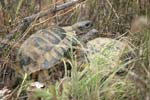 Hermann`s Tortoise   Testudo hermanni